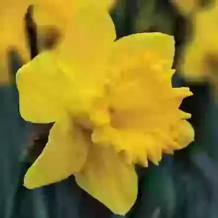 Large Trumpet Daffodils